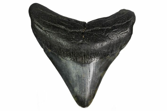 Fossil Megalodon Tooth - South Carolina #164943